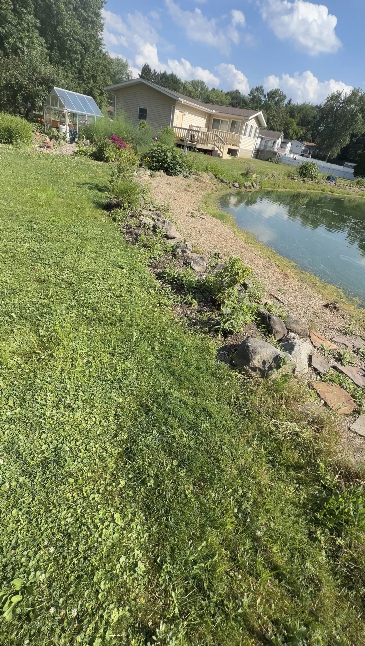 Overgrown planting border and gravel around the pond before cleanup