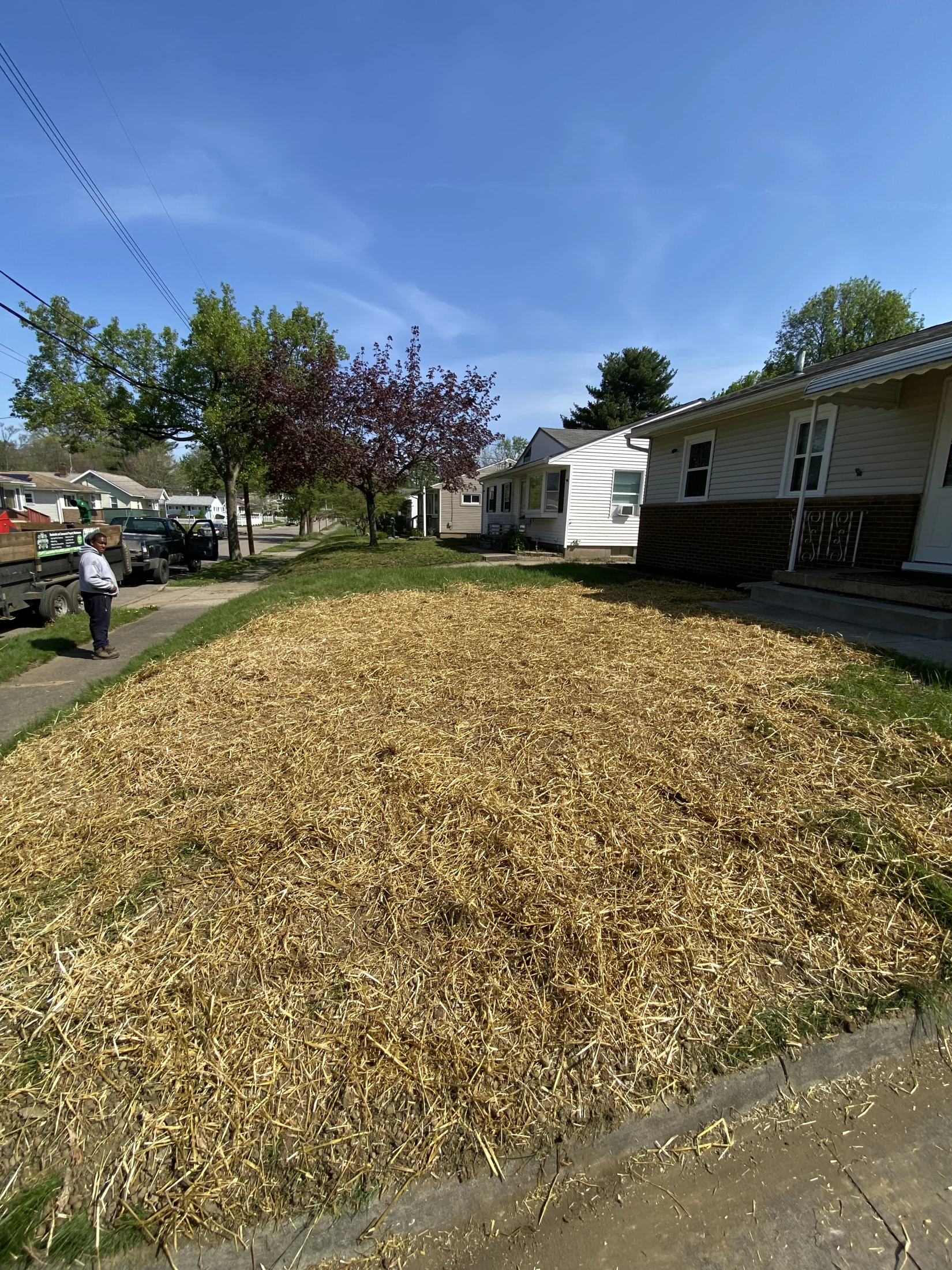 Newly seeded lawn with straw cover