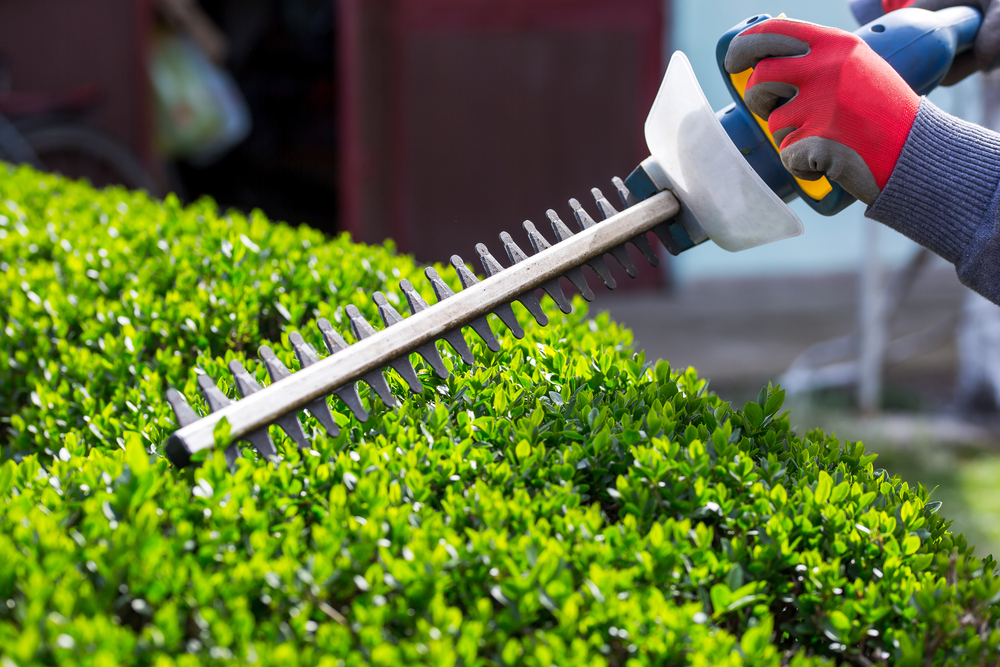Shrub Trimming & Pruning
